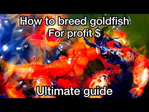 How to breed goldfish for profit $ (ultimate guide)
