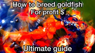 How to breed goldfish for profit $ (ultimate guide)