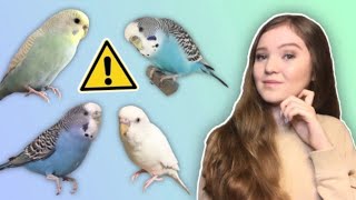 What You Need to Know Before Getting a Budgie! *THE TRUTH About Budgies as Pets*