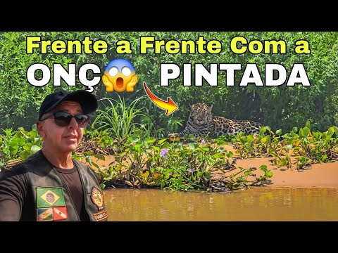 Ep90 Ficaramos Frente a Frente Com a Onça Pintada | O Terceiro Maior Felino do Mundo