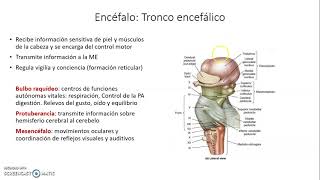 Neurona IV - Neurobiología