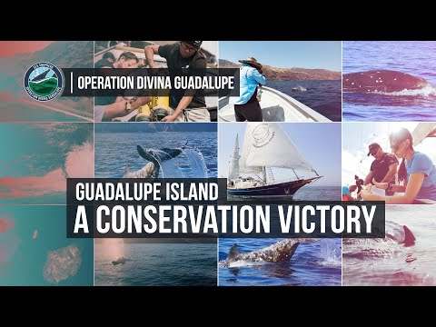 Guadalupe Island - A Conservation Success Story