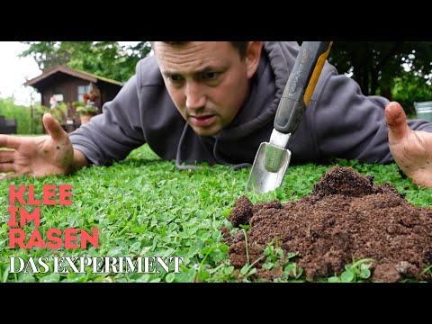 Klee im Rasen entfernen | Das Experiment