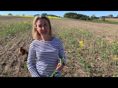 NFU chief crops adviser explains the issues farmers are having growing oilseed rape