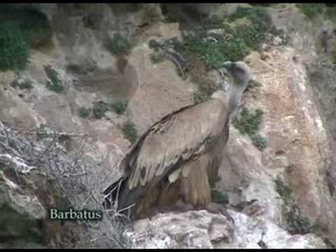 Buitre leonado ( Gyps fulvus ) Griffon vulture