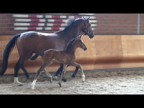 "BELANDINE", SF 2019 v. Bel Amour x Sir Donnerhall