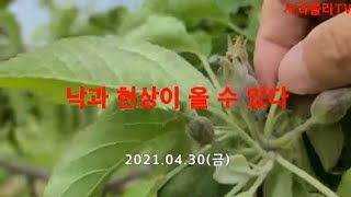 [사과재배]  어떻게 될것인가