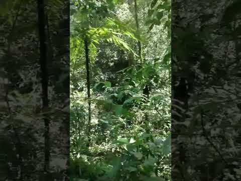 tá complicado cruzar esta mata fechada