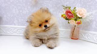 ポメラニアンの動画01