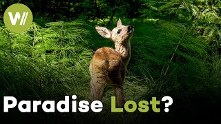 Wildlife Haven on the Brink: Can We Save Europe's Last Wild Meadows? (Documentary, 2019)