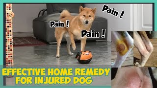 How to Cure or Treat Dog Wounds ||Effective Home Remedy for Dog Wounds or Cut || Hero the Shiba inu