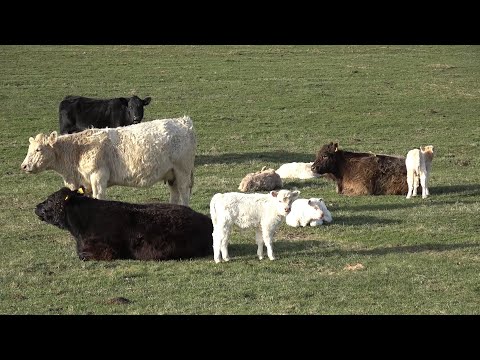 Vacile lui Victor, Farcas - 2023 Nou!!!