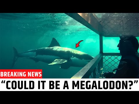 Cage Divers Camera Recorded a Shark So Massive Scientists Refused to Publicly Comment on the Footage