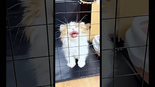 cute cat #cat #cute #funny #funnycats #fyp #fypシ #youtubeshorts #ytshorts #catvideos #catshorts #yt