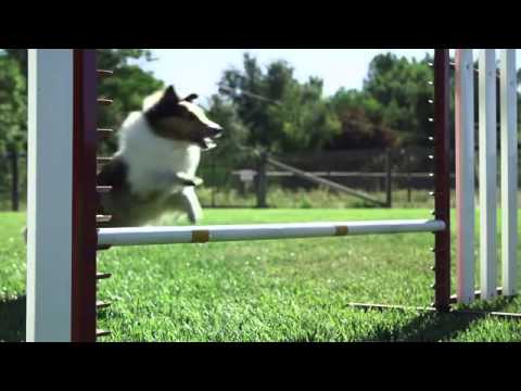 Le Treat&Train, son mode d'emploi. A la maison, à l'Agility.