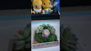 Pokémon Pokopia Terarium Kit