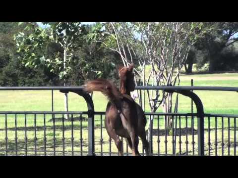 DeSha Sabah (Laheeb Al Nasser x Imperial Maysama)