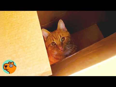 Cat Keeps Coming Back to This Woman And Brings His Friends | Cuddle Buddies