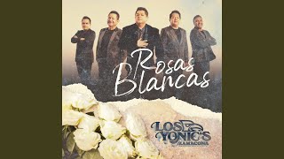 Rosas Blancas