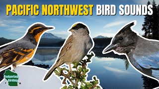 Learn 40 Bird Songs and Calls of the Pacific Northwest!