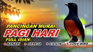 Download lagu 🔴 LIVE 42 - Pancingan Murai Batu Pagi Hari Full Isian Tembakan kasar Murai Apapun Pasti Nyaut Gacor mp3