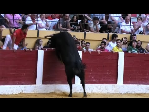 El Toro se SALTA al Callejón Íscar 2024