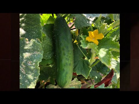5 handy tips for BEST cucumbers + common problems #southerncaliforniagardening #gardeningtips
