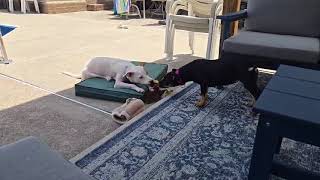 Video preview image #1 Chihuahua-Unknown Mix Puppy For Sale in Virginia Beach, VA, USA