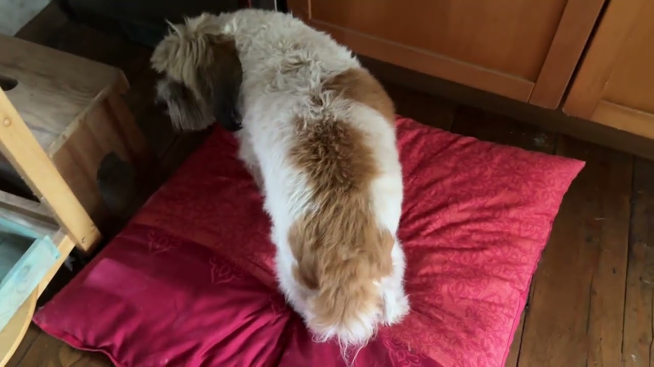 Teil 3: Flucht mit 4 Hunden vor dem Feuer