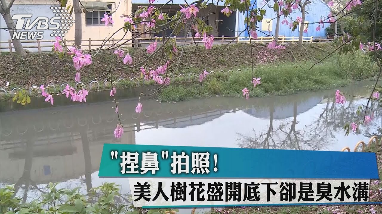「捏鼻」拍照！美人樹花盛開　底下卻是臭水溝