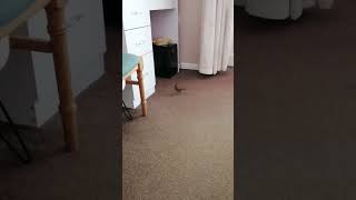 Robin Redbreast my new visitor