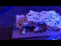 Unboxing Two Little Fishies STAX Rocks