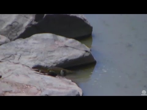Monitor lizard landing on Hippo Rock. africa Watering Hole cam. 30 January 2017
