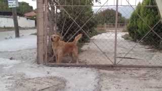 Golden Retriever Angry and Protect His Land. Kızgın Golden Retriever Saldırmaya Hazır.