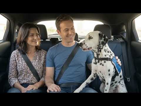 Cão Dalmata (Junior) oferece Carona (Blablacar) de Caruaru a São José da Coroa Grande
