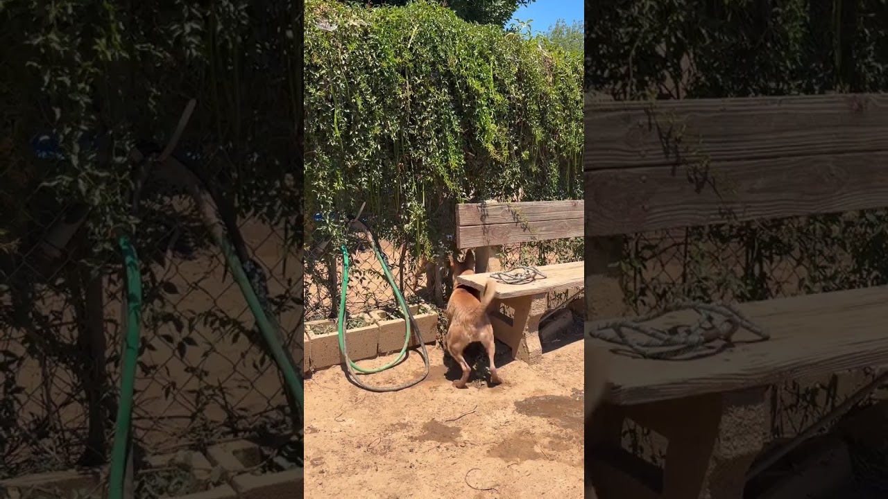 Enlarge Brownie, a Adoptable mixed breed in Riverside, CA video 6/6