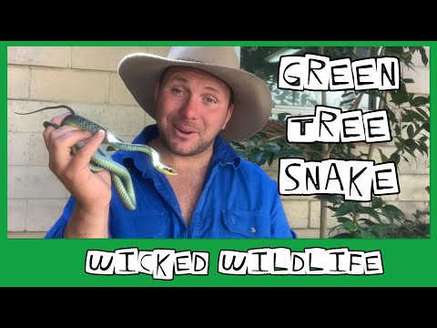 The Common Tree Snake