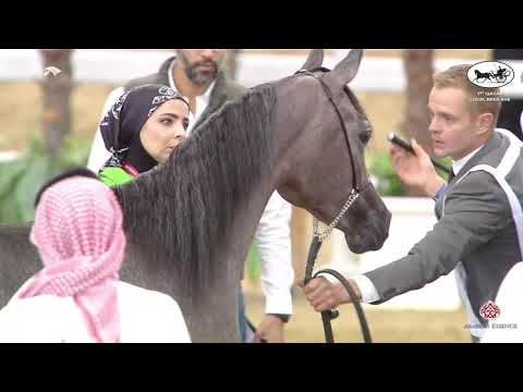 N 19 HEELA AL SHAQAB   1st Qatar Arabian Horse Show Local Bred