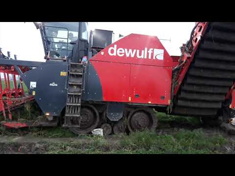 Carrot Harvest 2019 - Dewulf ZK IV