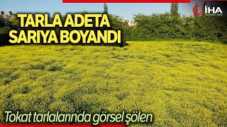 Tarlada Açan Yabani Sarı Çiçekler Görsel Şölen Oluşturdu