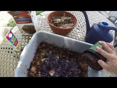 In the garden.. prepping a new worm bin