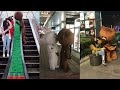 Top Full Funny Video In Tik Tok Brown Teddy Bear In Tik Tok