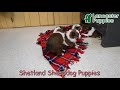 Shetland Sheepdog dogs for sale: Candy Cane - Video 1