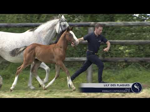 Lily des Flagues (EMERALD VAN'T RUYTERSHOF x UNTOUCHABLE M) - filly