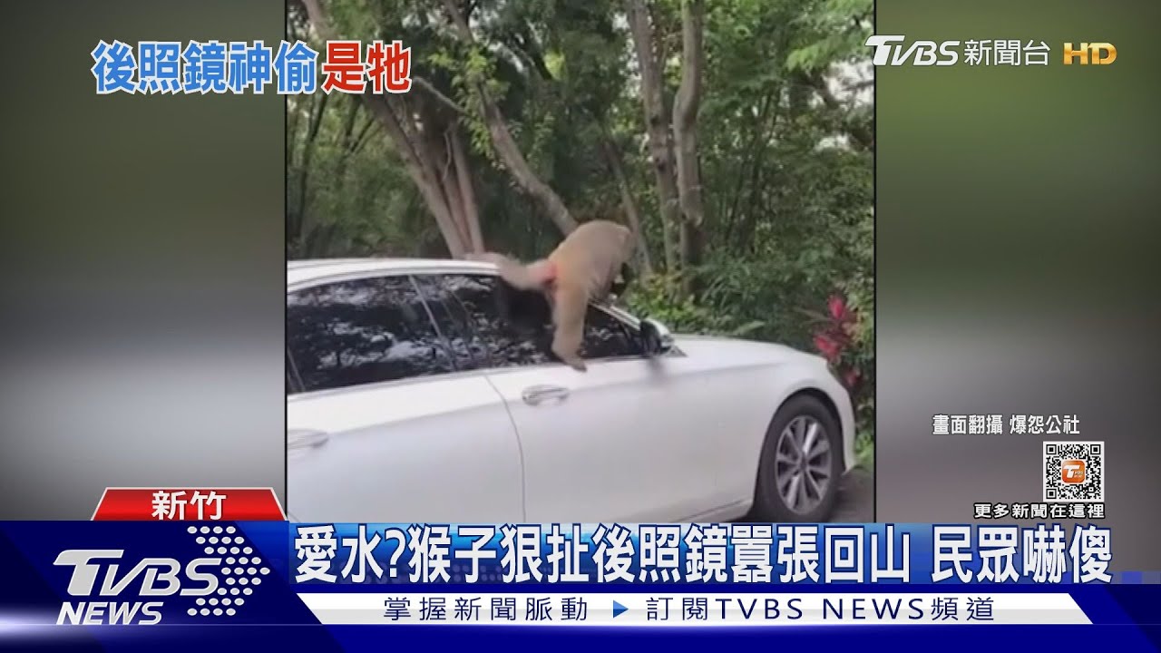 愛水?猴子狠扯後照鏡囂張回山 民眾嚇傻