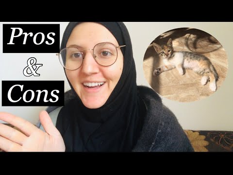 VLOG: DAY IN THE LIFE WITH A 4 MONTH OLD KITTEN | pros and cons of cat ownership | trip to the vet
