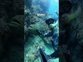 GENTLE GIANT Freediver Shows RESPECT To HUGE Grouper Could Eat Me