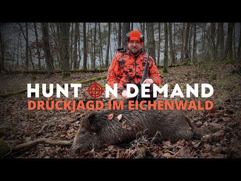 Driven hunt in the oak forest 🐗 by @wildhuntblackforest4494