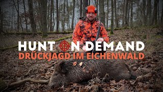 Drückjagd im Eichenwald 🐗 von @wildhuntblackforest4494