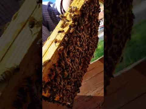 Koll av bikupa 2, 2/5-18